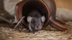 Homemade mousetrap de sticlă de plastic